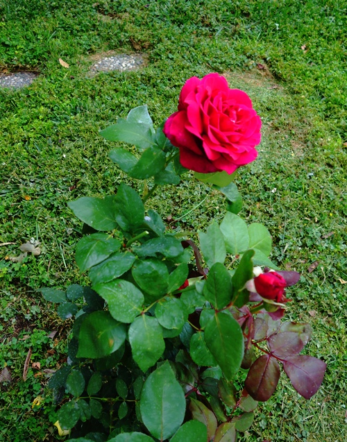 Mister Lincoln, Rose Bush, Red Rose, Rose Blooms, Fragrant Rose