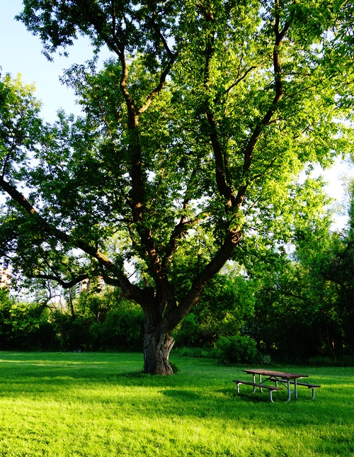 Picnic Bench, Tree, Rowntree Mill Park, Toronto, Canada