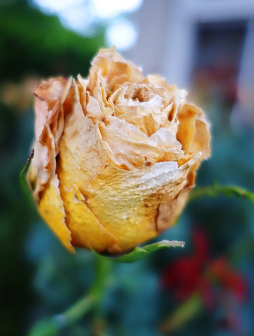 St. Patrick Rose Bush, Dried Rose, Parchment Rose, Drought Rose