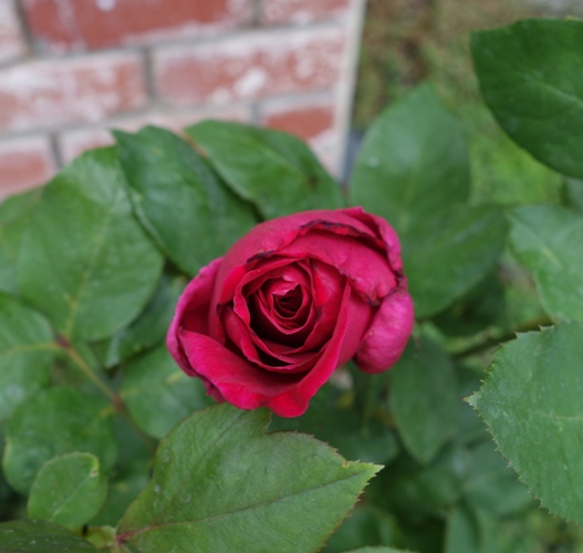 Mister Lincoln Rose, Rose Bush, Red Rose, Fragrant Rose, First Rose