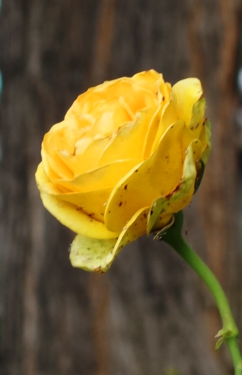St. Patrick Rose, Rose Bush, Yellow Rose, Rose Bloom