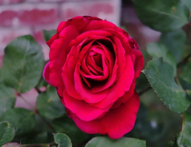 Mister Lincoln Rose, Rose Bush, Red Rose, Frangrant Rose, Rose Bloom