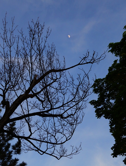 Trees, Silhouette, Moon, Westin Prince, Toronto, Canada