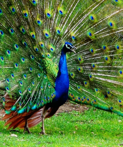 Peacock, Angry Bird, High Park Toronto, canada