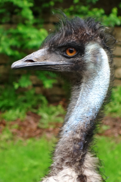 Emu, High Park Zoo, Toronto Canada, Angry Bird