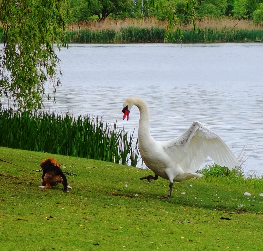 Angry Swan, High Park, Toronto Canada, Beagle, Grenadier Pond