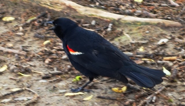 Red Wing Blackbird, Angry Bird, High Park, Toronto, Canada, Bird Attack, Bird flying into head
