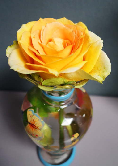 St. Patrick Rose, Vase, Colorful Vase, Rose Bloom