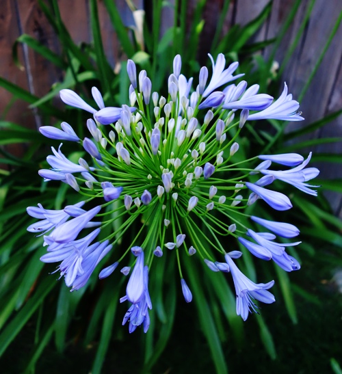 Agapanthus Bloom, Agapanthus, Lily of the Nile