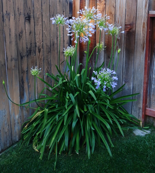 Agapanthus, Blooms, Flowers, Lily of the Nile