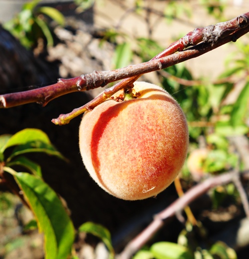 Peach, Prunus persica, fruit, ripe fruit