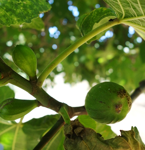 Figs, Ficus, Fruit, Orchards, Ripe Fruit