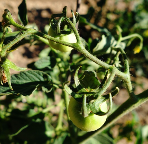Tomatoes, Fruits, American Fruit, nightshade