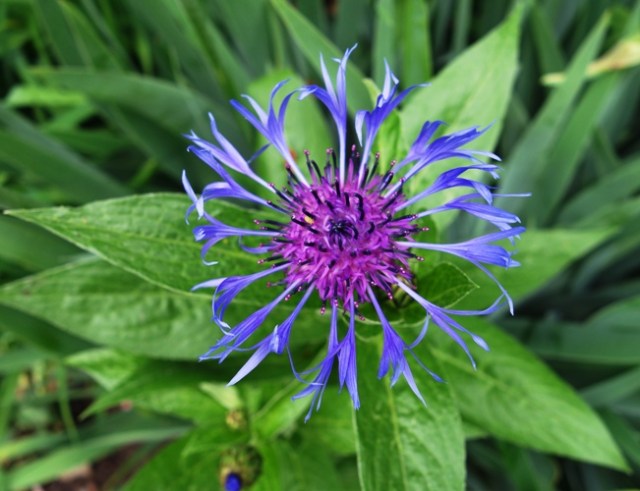 Flowers, Bloom, Purple and Blue Flower, Flower Beds, High Park
