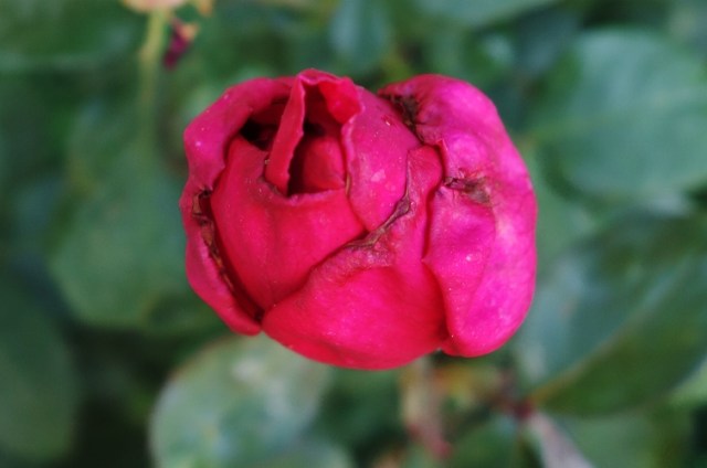 Mister Lincoln, Red Rose, Life of a Rose Bloom, Garden