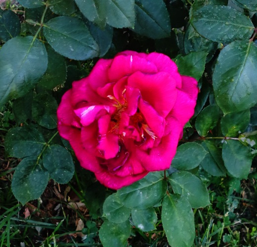 Mister Lincoln, Red Rose, Life of a Rose Bloom, Garden