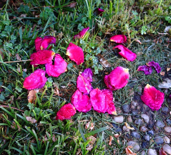 Mister Lincoln, Red Rose, Life of a Rose Bloom, Garden