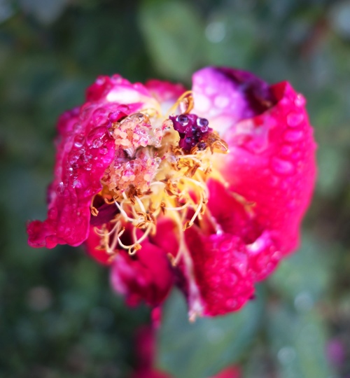 Mister Lincoln, Red Rose, Life of a Rose Bloom, Garden