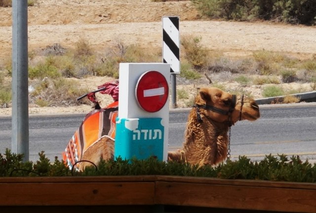 Dead Sea, Camel, Ship of the desert, Israel