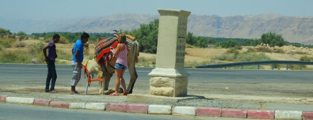 Camel, Israel, Dead Sea, Camel Rides