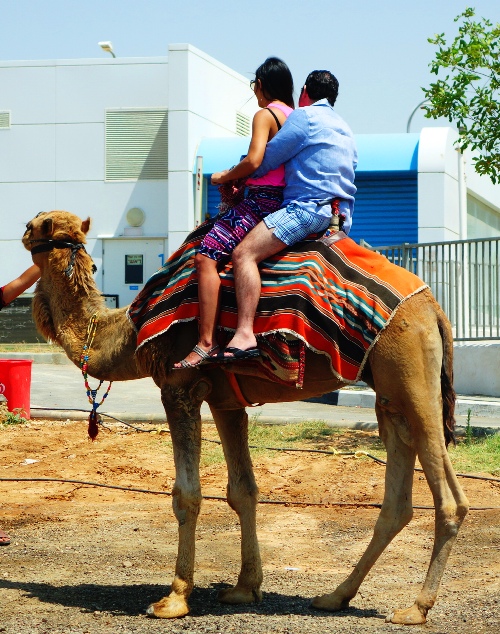 Camel Ride, Dead Sea Area, Gas Station, Lowest Place on Earth