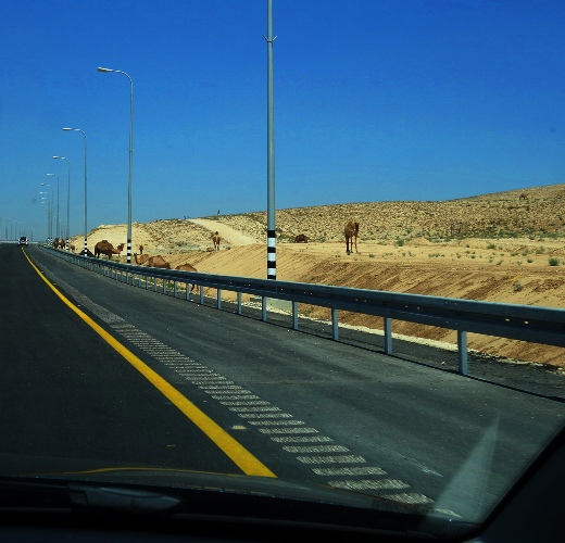 Camels, Arad, Beersheba, Israel, Camels along Highway, Camel Herd