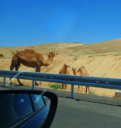 Camels, Arad to Beersheba, Israel, Dead Sea Area