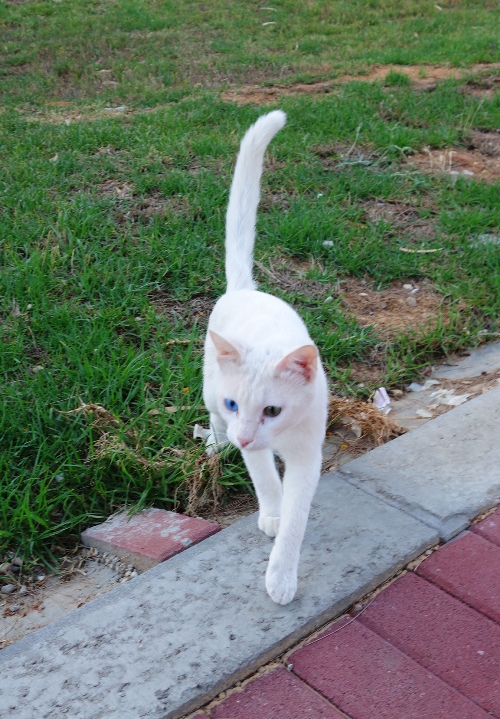 Kedma Village, White Cat, Israel, Two Color of Eyes