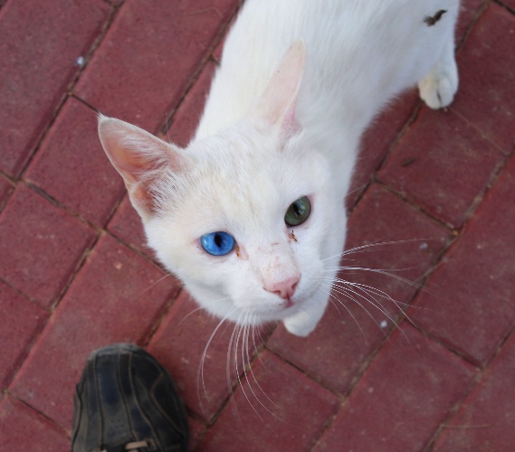 Blue Eye Green Eye, Two Colored Eyes, Cat, Kedma Village, White Cat, hererochromia