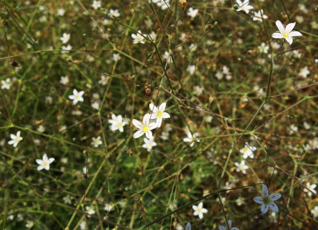 White Flowers, Tel Lachish, Archaeology, wild flowers