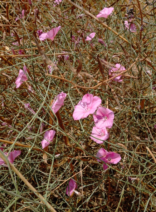 Tel Lachish, Israel, wild flowers, pink flowers