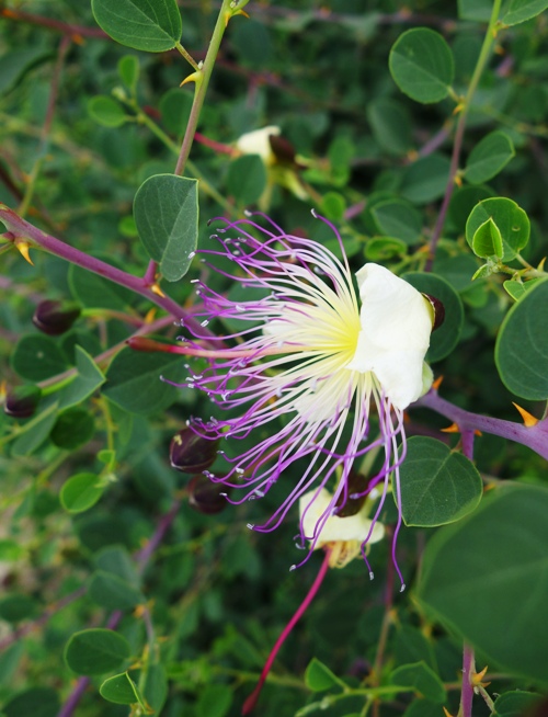 Flowers on the tel, archaeology, dig season, flowers