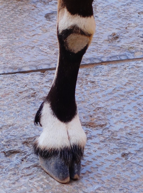 Nubian Ibex, Ibex, Capra nubiana, wild goat, masada