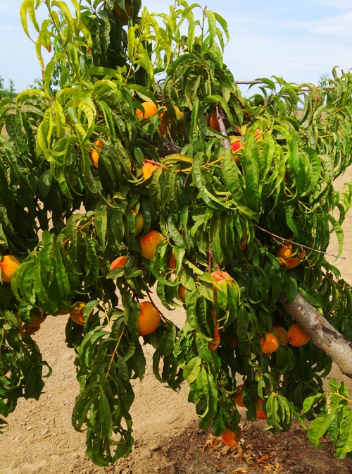 Large Peaches, Peach Tree, Harvest Time, Golden Peaches, Fresh Fruit