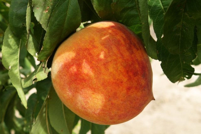 Peach on Tree, Peach Tree, Ripe Peach, Delicious Peach