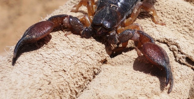 Scorpio maurus fuscus, Israel, Scorpion, Venomous Scorpion, Lachish