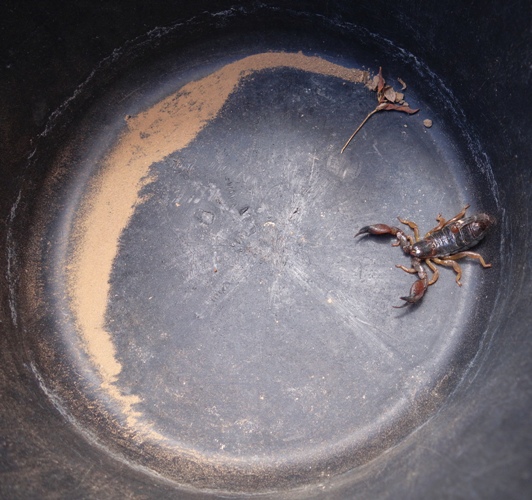 Scorpio maurus fuscus, Israel, Scorpion, Venomous Scorpion, Lachish