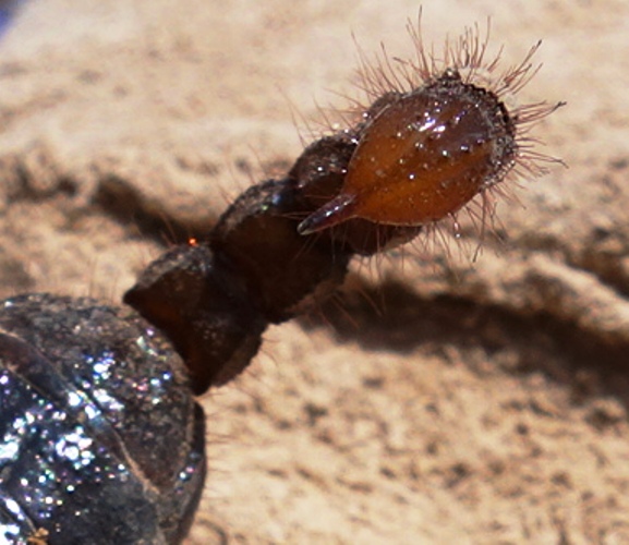 Scorpio maurus fuscus, Israel, Scorpion, Venomous Scorpion, Lachish, close up, Stinger