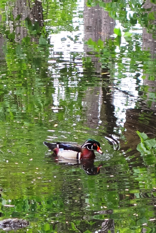Wood Duck, Aix Sponsa, Carolina Duck, Perching Duck, High Park, Toronto, Canada