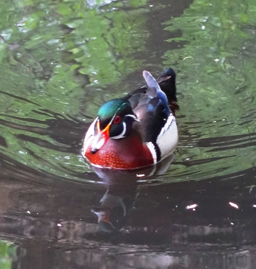 Aix Sponsa, Wood Duck, Colorful Duck, High Park, Canada