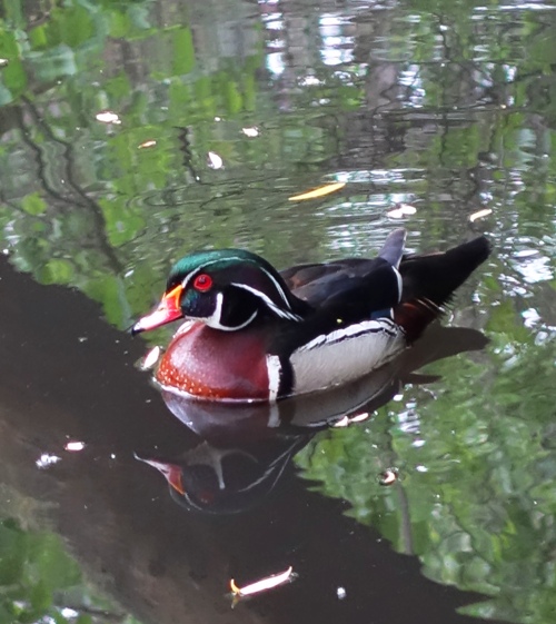 Wood Duck, Aix Sponsa, Carolina Duck, Stream, High Park