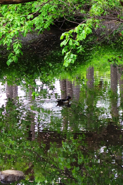 Wood Duck, Aix Sponsa, Toronto, high park