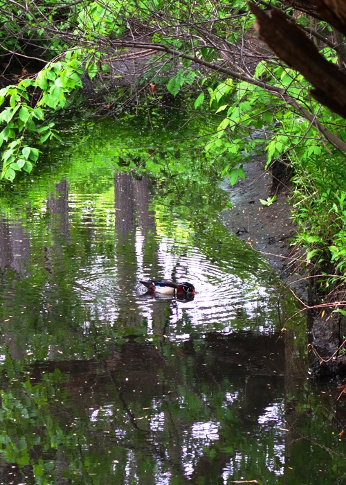 Wood Duck, Aix Sponsa, Toronto, high park