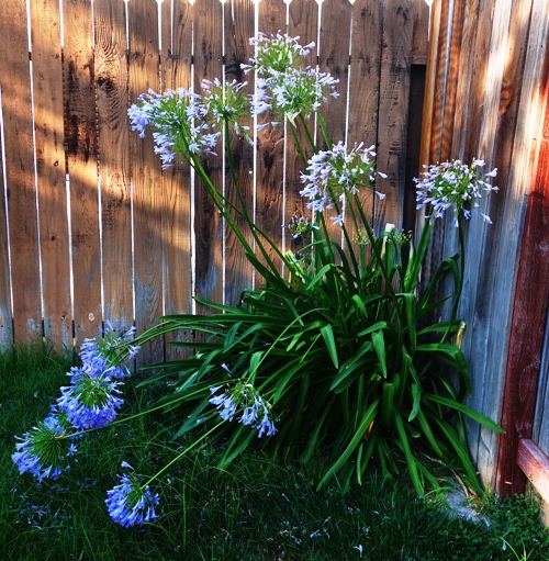 Agapanthus, Watering Restrictions, Recovery, Flowers