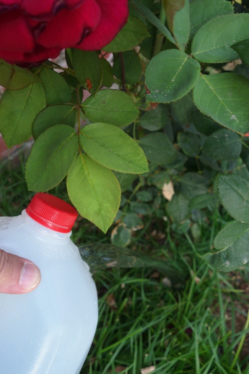 Roses, Drought, Water Saving, Water Collection
