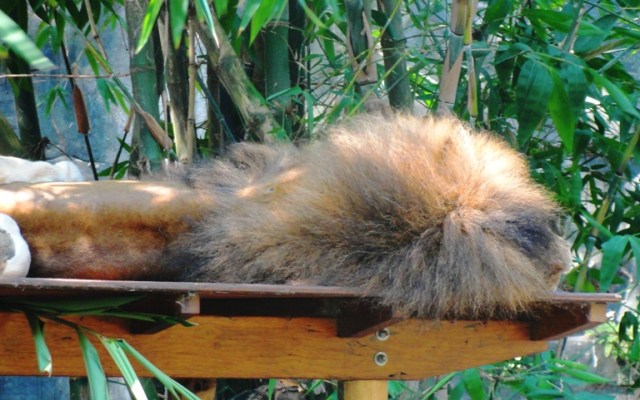 Sleeping Lion, Taronga Zoo, Hot Day, Sydney Zoo
