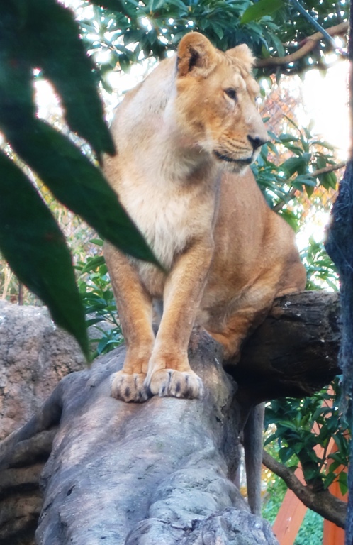 Lioness, Ueno Zoo, Tokyo, Japan, Lions