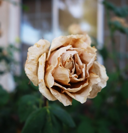 Dried Rose Blooms, Drought, Dried out Flowers, St. Patrick Rose