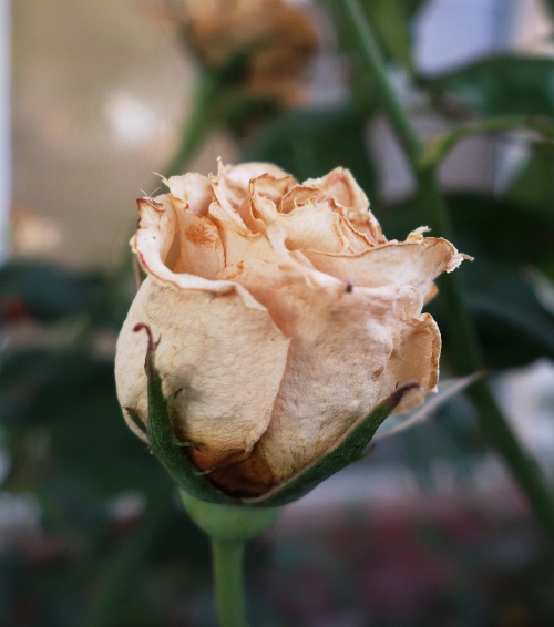 Rose Bloom, Parchment Rose, Dried Out Rose, Drought