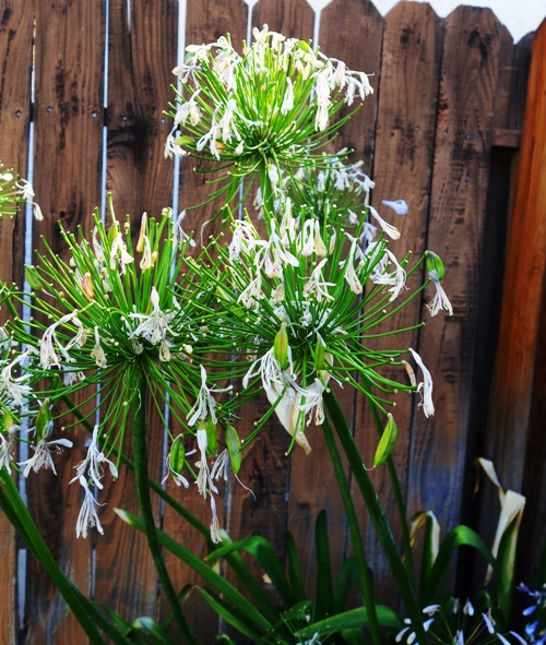 Agapanthus dying, Petals falling, seed pods, end of summer, drought